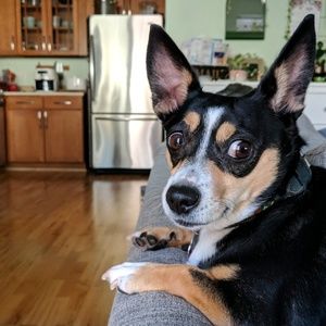 Meet your Posher, An